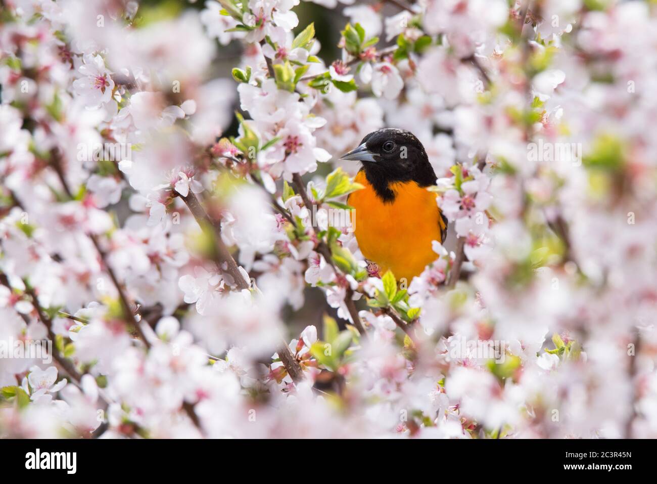 Ein männlicher Baltimore Oriole posiert`s einigen Kirschblüten in Toronto Rosetta McClain Gardens. Stockfoto